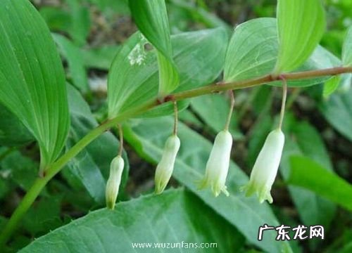 根茎花卉有哪些