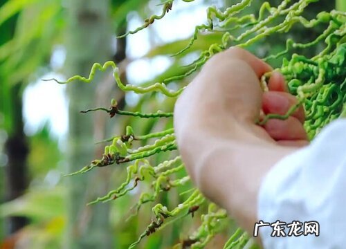 槟榔花可以吃吗