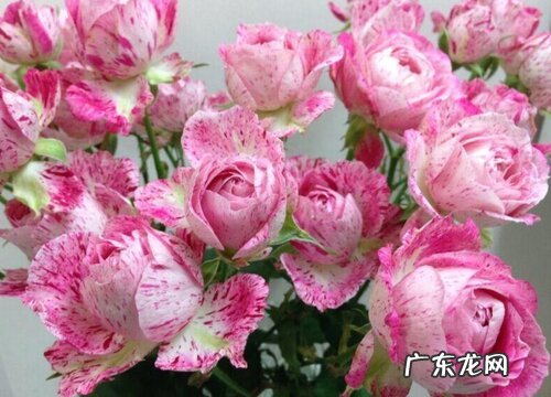 雪花肥牛月季是藤本还是灌木