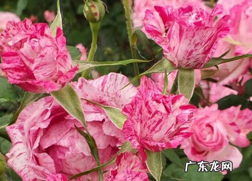 雪花肥牛月季是藤本还是灌木