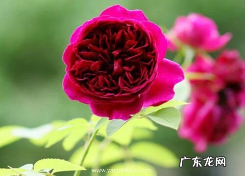 莎士比亚2000月季是藤本还是灌木