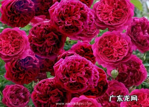 莎士比亚2000月季是藤本还是灌木