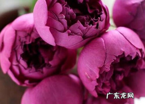 秋日胭脂是藤本还是灌木