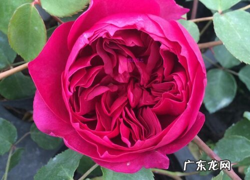 秋日胭脂是藤本还是灌木