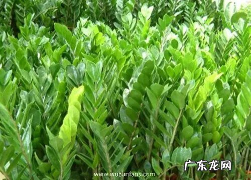 金钱树夏天多久浇一次水