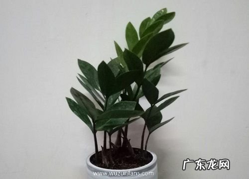 金钱树夏天多久浇一次水