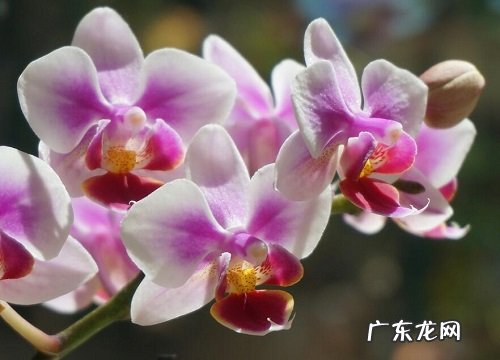 蝴蝶兰怕热吗