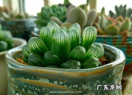 姬玉露会开花吗 开花的颜色与样子