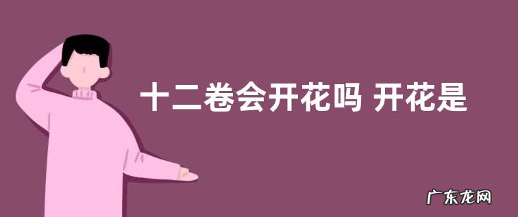 十二卷会开花吗 开花是什么样子的