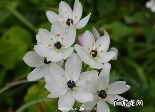 葫芦兰会开花吗 在什么时候开花