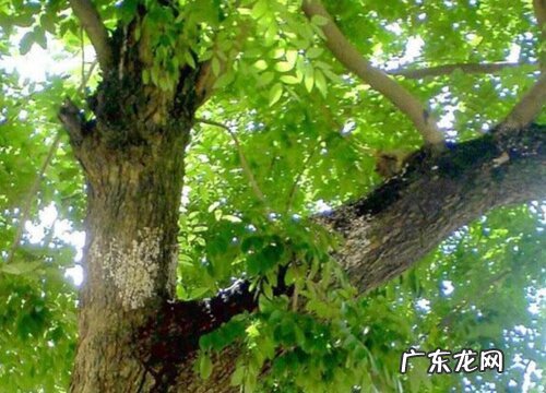 黄花梨树会开花吗 开花的颜色与样子