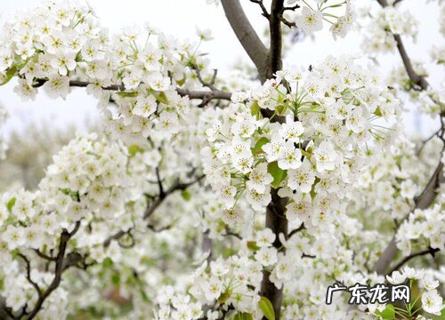 黄花梨树会开花吗 开花的颜色与样子