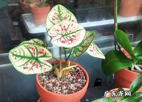 花叶芋会开花吗 开花的颜色与样子