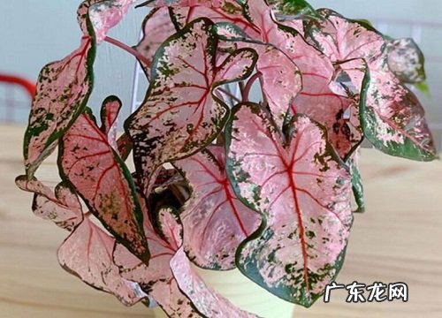 花叶芋会开花吗 开花的颜色与样子