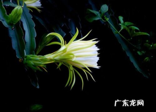 霸王花什么时候开花 开花时间与寓意