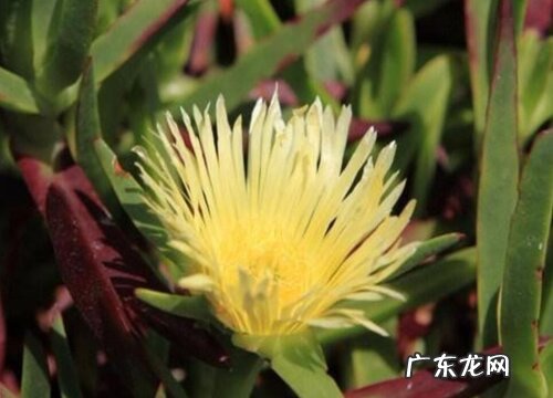 霸王花什么时候开花 开花时间与寓意