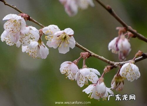 樱桃会开花吗 在什么时候开花