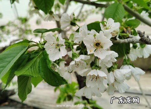 樱桃会开花吗 在什么时候开花