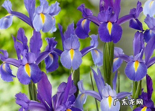 鸢尾什么时候开花 开放的时间和季节