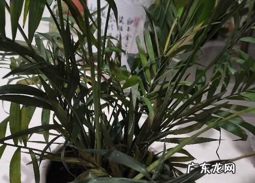 富贵椰子的寓意与风水象征 风水摆放禁忌