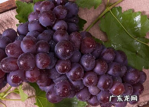 巨峰葡萄什么时候开花