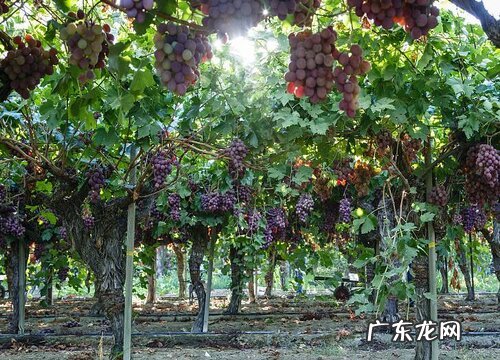 巨峰葡萄什么时候开花