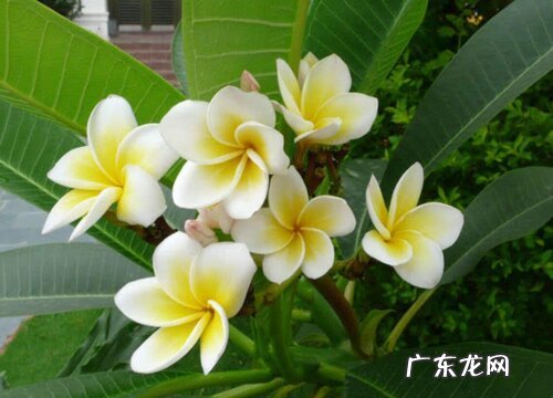 鸡蛋花是多肉植物吗