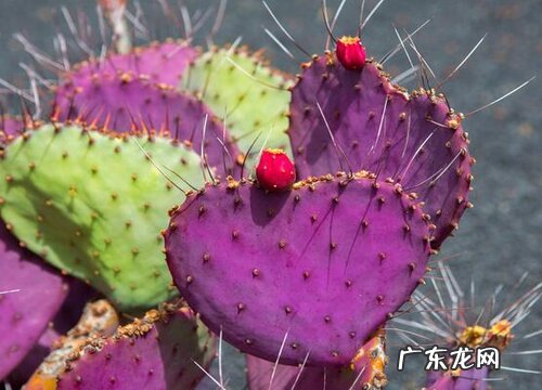 仙人掌原产地在哪里