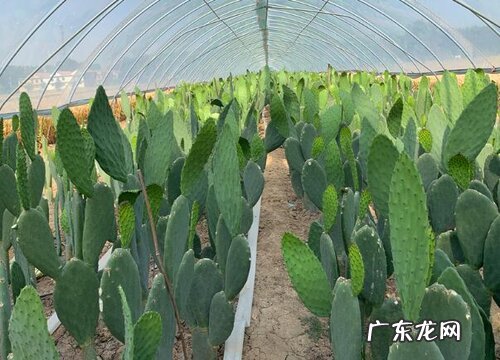 仙人掌原产地在哪里