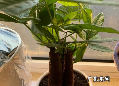 发财树多久浇一次水