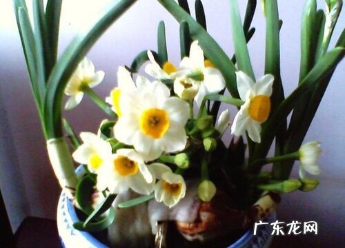 水仙花一年开几次花