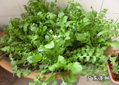 荠菜是什么植物类别