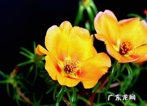 中午开花 午时花什么时候开花