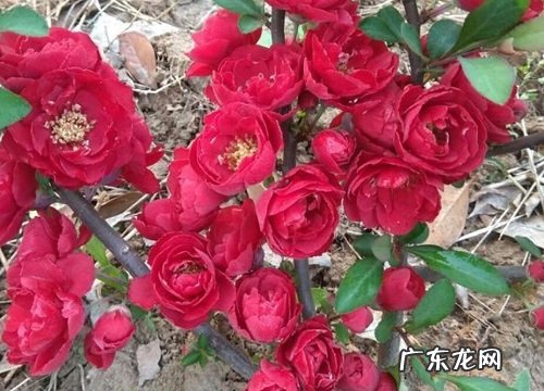 院子里养什么花好