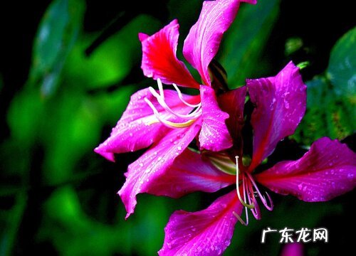 院子里养什么花好