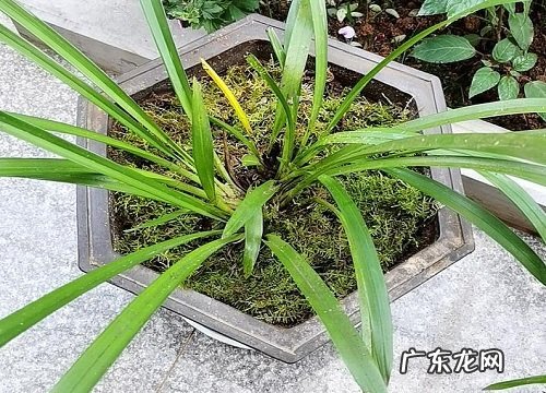 虎头兰什么时候开花 在几月份开花