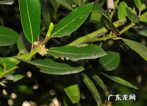 月桂一年开几次花