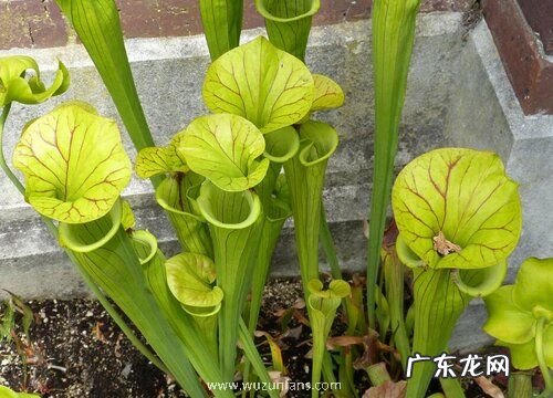 驱虫的植物有哪些