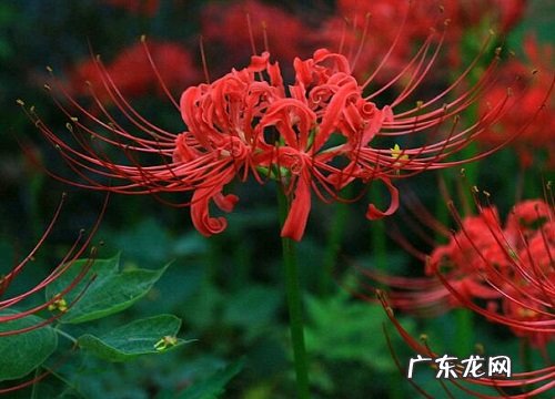 彼岸花一年开几次花