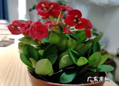 刺梅一年开几次花