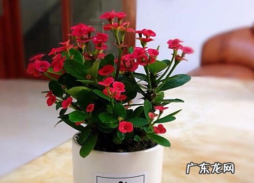 刺梅一年开几次花