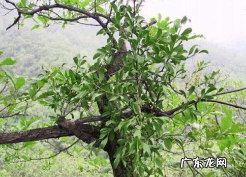 桑寄生是什么植物类别
