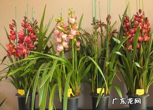 蕙兰一年开几次花