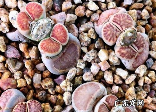 生石花一年开几次花