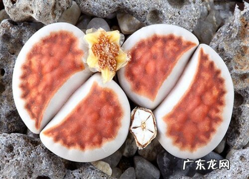 生石花一年开几次花