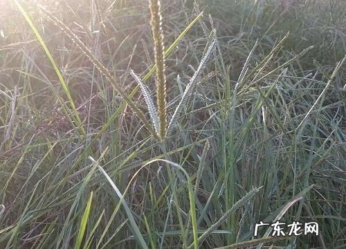 牛筋草是一年生还是多年生