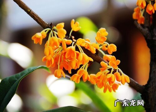 金桂一年开几次花