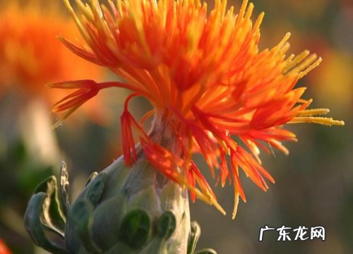 花草黄叶是怎么回事 叶子发黄造成原因及解决办法