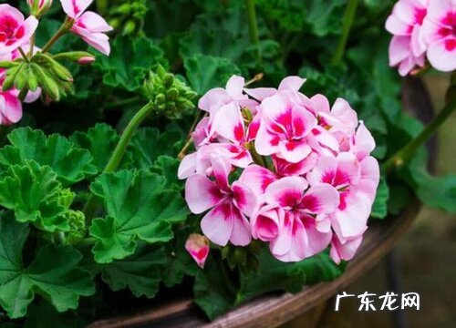 花草黄叶是怎么回事 叶子发黄造成原因及解决办法