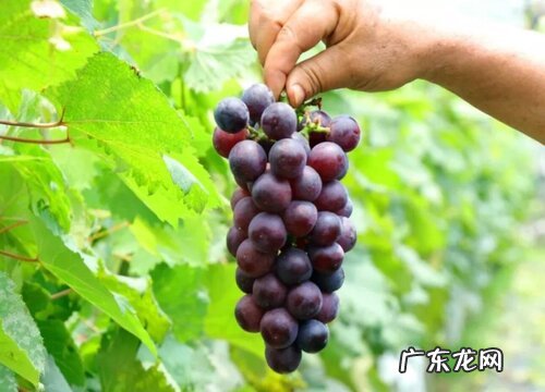 葡萄用什么肥料好